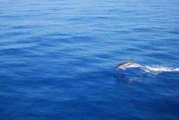 Naklejka premium Dolphin