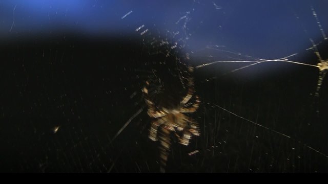 Spinne im Netz