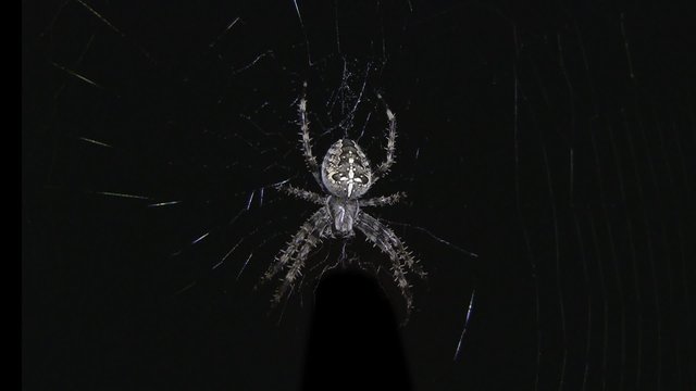Spinne im Netz