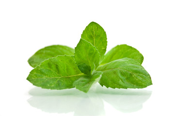 Fresh-picked mint leaves