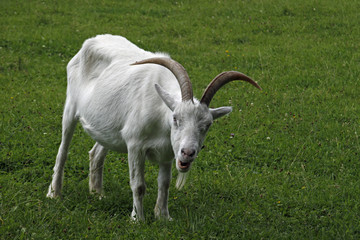 Weisse deutsche Edelziege