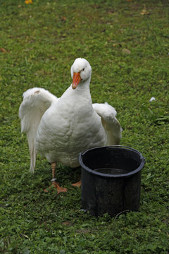 Lippe-Gans
