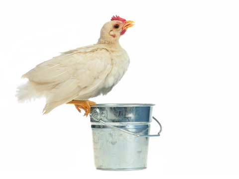 Chicken Drinking From The Bucket