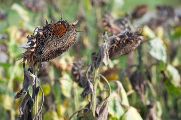 Old dried sunflowers