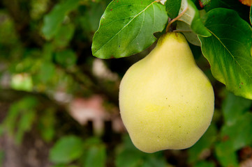 Quince in the tree