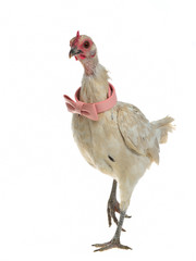 Glamorous chicken with pink bow tie walking © VitalyTitov