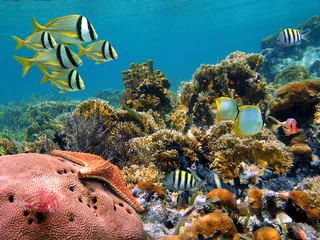 Foto op Canvas Tropische onderwaterzee in een bloeiend koraalrif van de Caribische zee © dam
