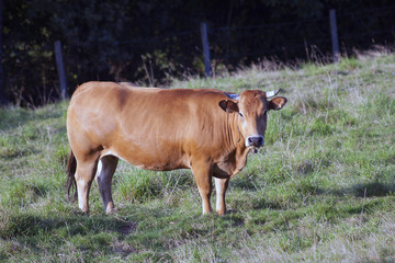 Cow © Luis Angel Garcia