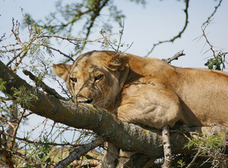 Lion resting on a tree