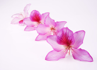 Fototapeta na wymiar beautiful pink flowers