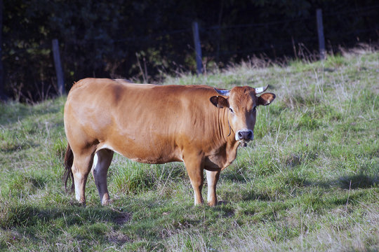 Cow