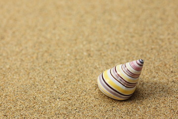 砂の上の貝殻