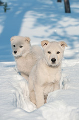 Two puppies in the deep snow in the woods.