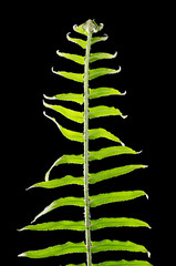 Fern