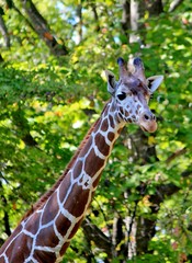 Giraffe in the trees