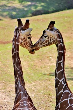 Giraffes Kissing