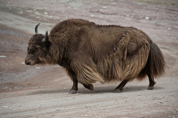 Tibetan brown yak