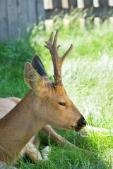 Beautiful deer closeup
