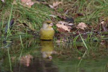 Greenfinch
