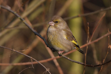 Greenfinch
