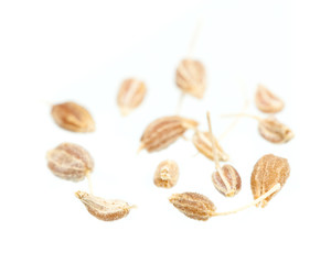 Anissamen auf weißem Hintergrund nahe