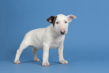 Hunde-Bullterrier-12757