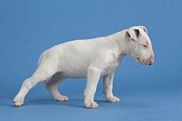 Fototapeta premium Hunde-Bullterrier-12776