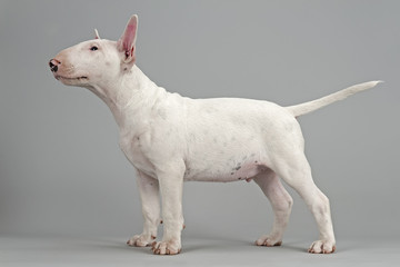 Hunde-Bullterrier-12858