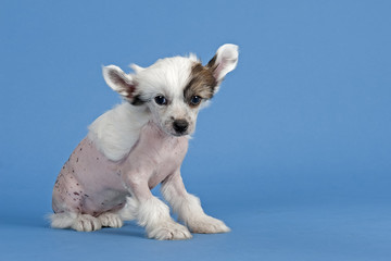 Chinese Crested Welpe 12622