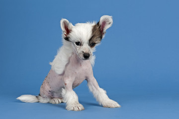 Hunde-Chinese-Crested-12622
