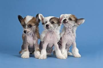 Hunde-Chinese-Crested-12664