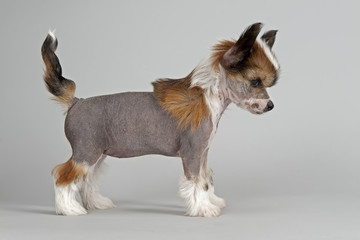 Hunde-Chinese-Crested-12852