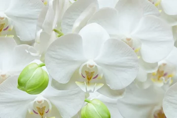 Photo sur Plexiglas Orchidée White orchid background