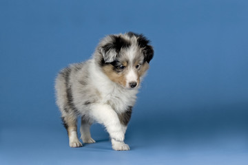 Hunde-Sheltie-10448