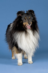 Hunde-Sheltie-10502