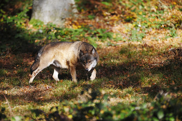 Naklejka premium Wolf schleichend