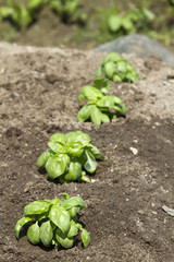 basil plants