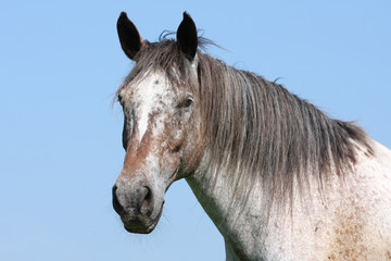 Appaloosa