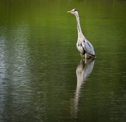 Heron