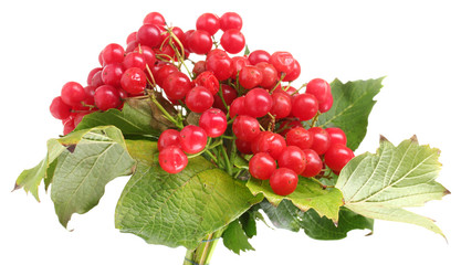 red berries of viburnum isolated on white