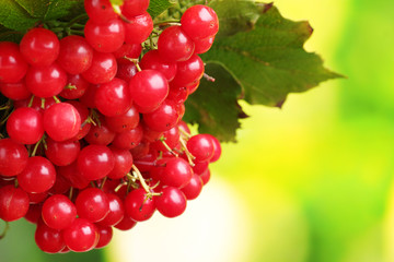 red berries of viburnum on green background