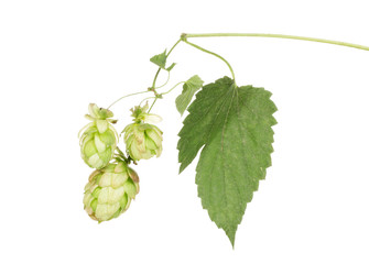 beautiful green hop isolated on white