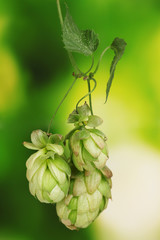 beautiful green hop on green background