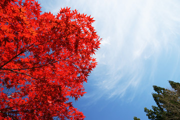 モミジと青空