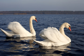 Swans.