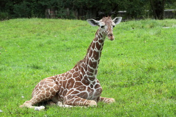 Giraffenbaby
