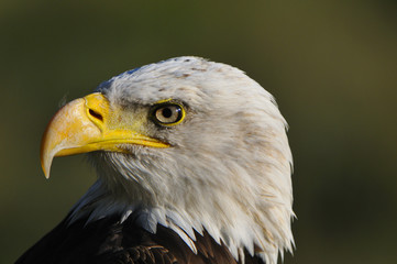 Weißkopfseeadler