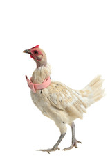 White chicken with pink bow tie walking