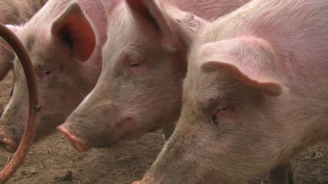 Gl&uuml;ckliche Schweine schreien nach Futter