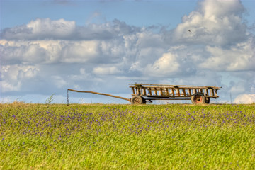 Horse cart on green and flowery field